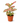The Lady Valentine - Indoor Plant