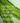 DHA Omega-3 from Algae