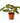 The Danny Maranta Red Prayer - Indoor Plant
