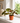 The Danny Maranta Red Prayer - Indoor Plant