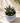 Miami Vibes - Indoor Plant