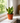Serpent's Charm Snake Plant - Indoor Plant