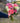 Thinking of You Flower Bouquet