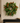 The Evergreen Edit Wreath